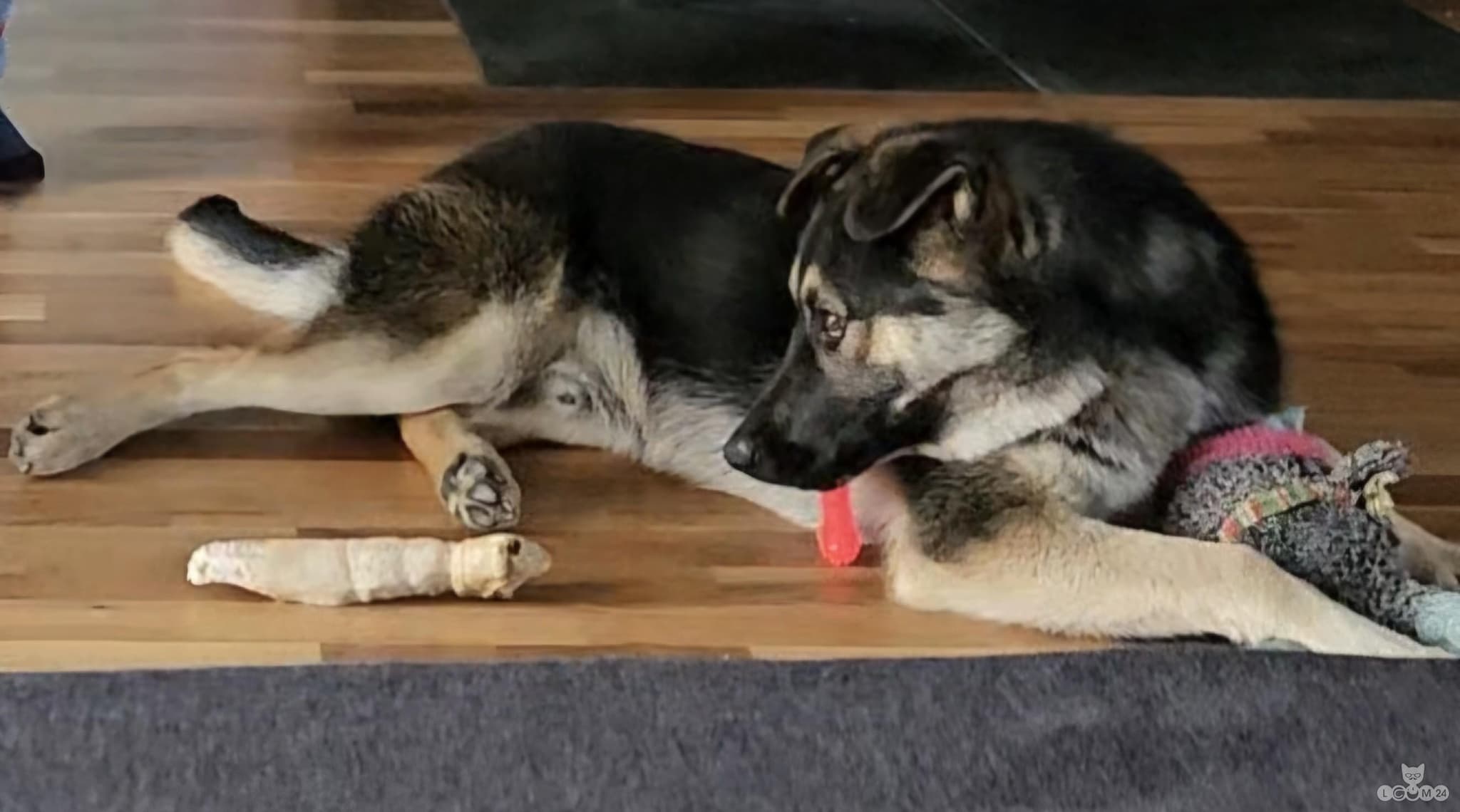 Ära anda isane segavereline laika 1/2