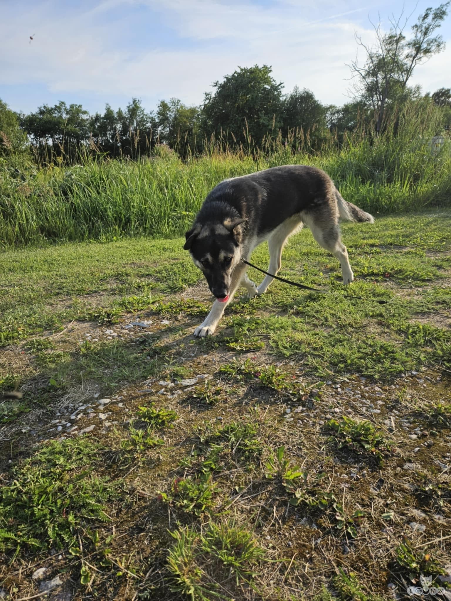 Ära anda isane segavereline laika 2/2