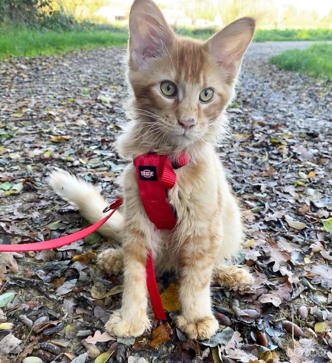 Armas ja imeline Maine coon kassipoeg 2/2