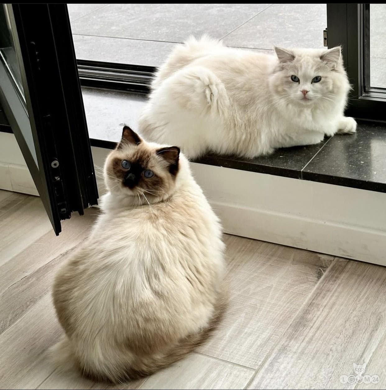 Registreeritud isased ja emased Ragdoll kassid adopteerimiseks. 1/2