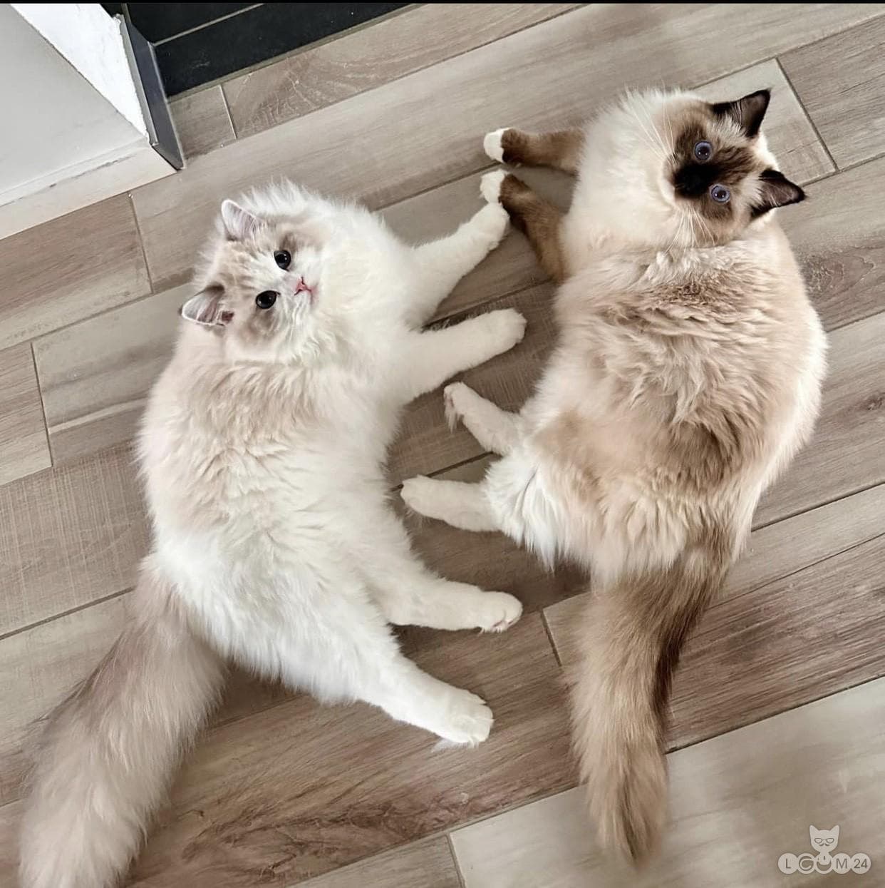 Registreeritud isased ja emased Ragdoll kassid adopteerimiseks. 2/2
