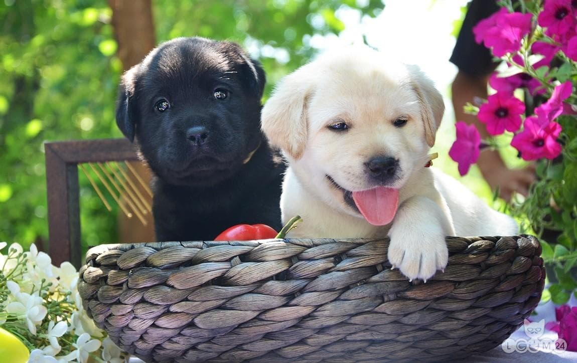 Labradori retriiveri kutsikad 2/6