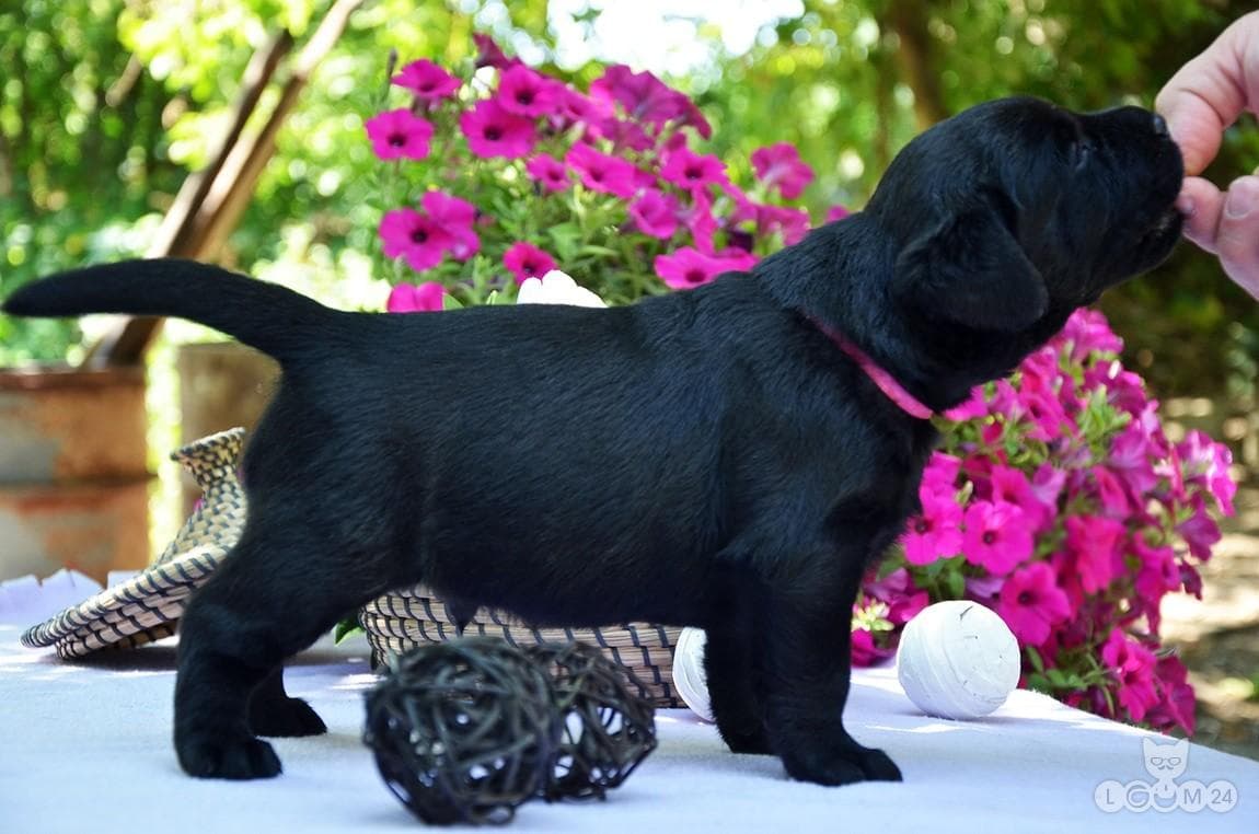 Labradori retriiveri kutsikad 3/6