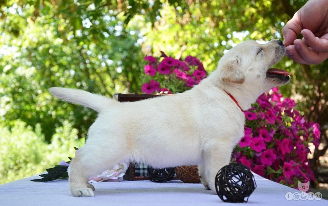 Labradori retriiveri kutsikad 4/6