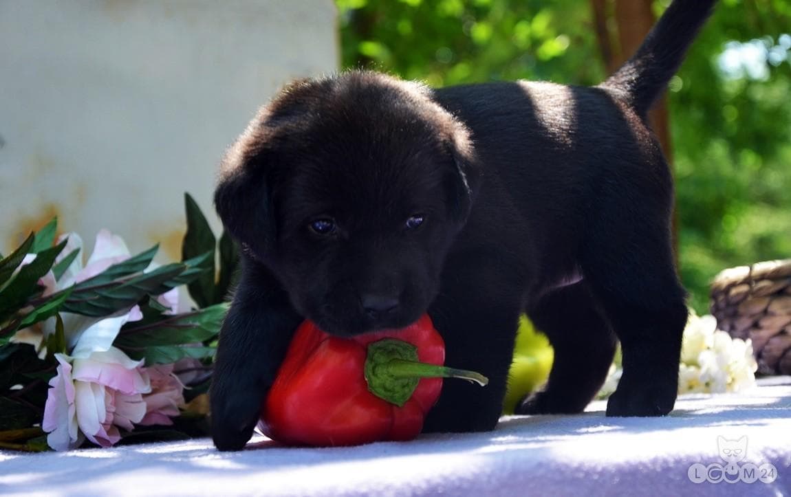 Labradori retriiveri kutsikad 5/6