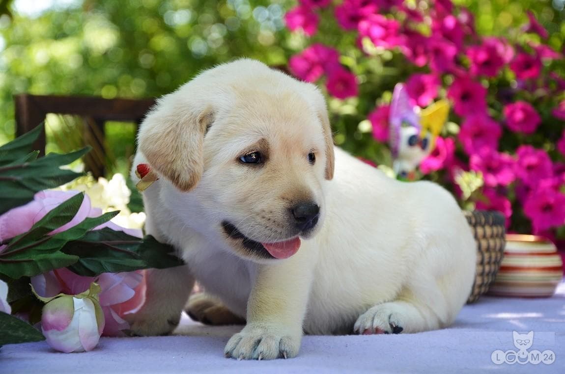 Labradori retriiveri kutsikad 6/6