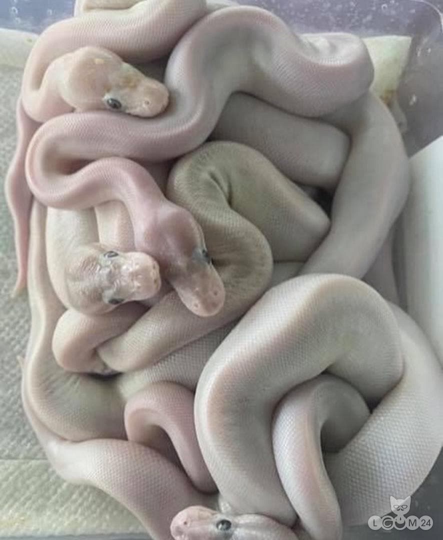 Pythonid