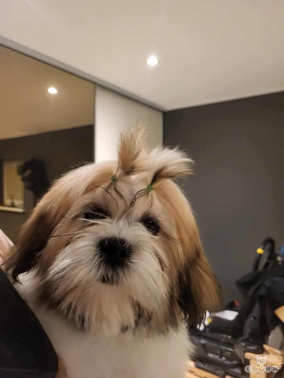 Lhasa apso 1/2