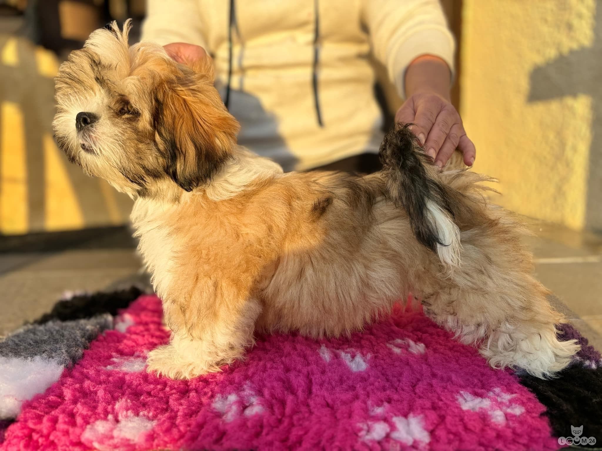 Lhasa apso 2/2
