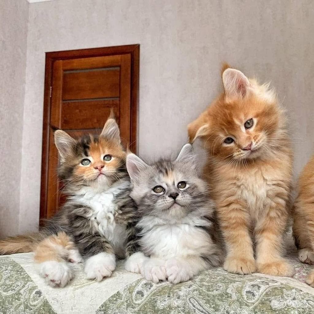 Maine Coon kassipojad 2/5