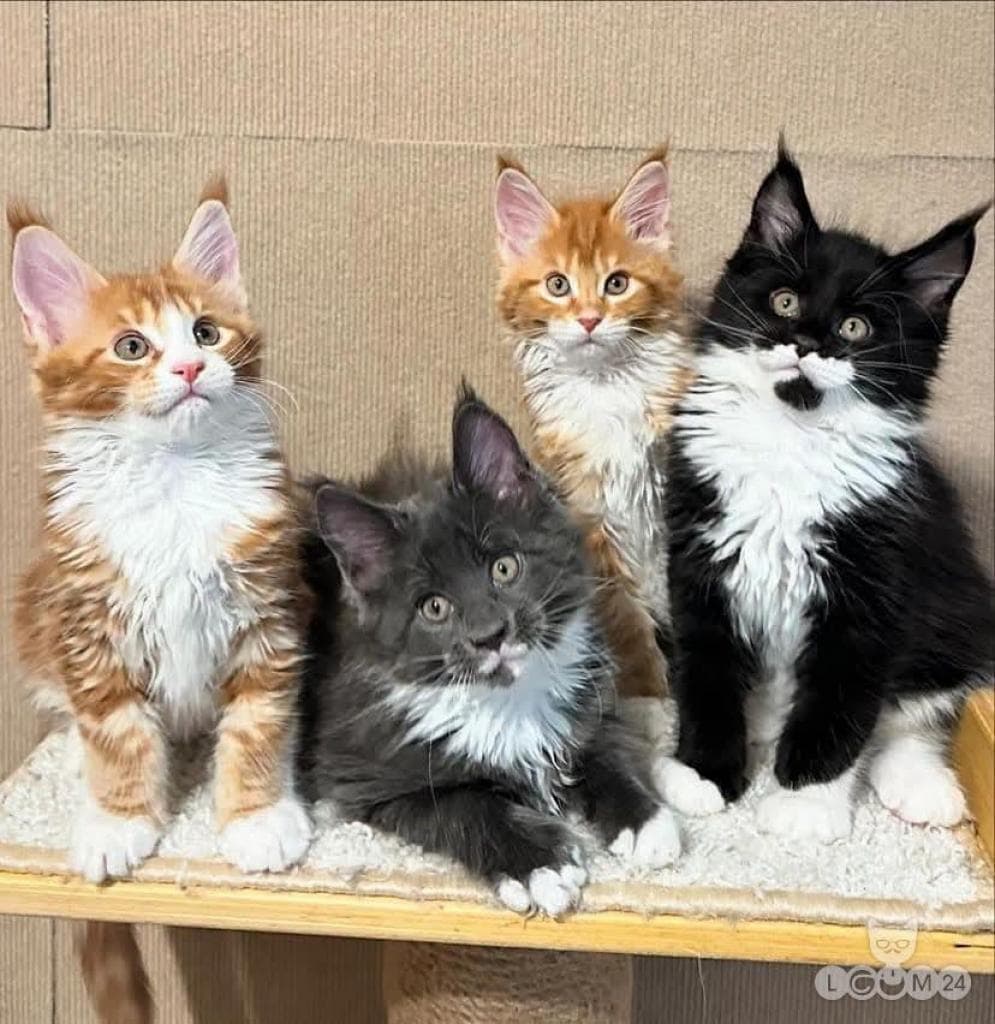 Maine Coon kassipojad 3/5