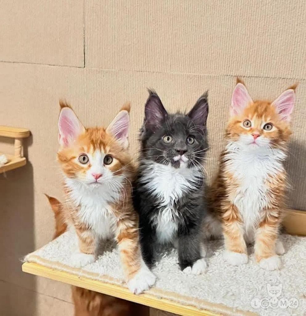 Maine Coon kassipojad 4/5