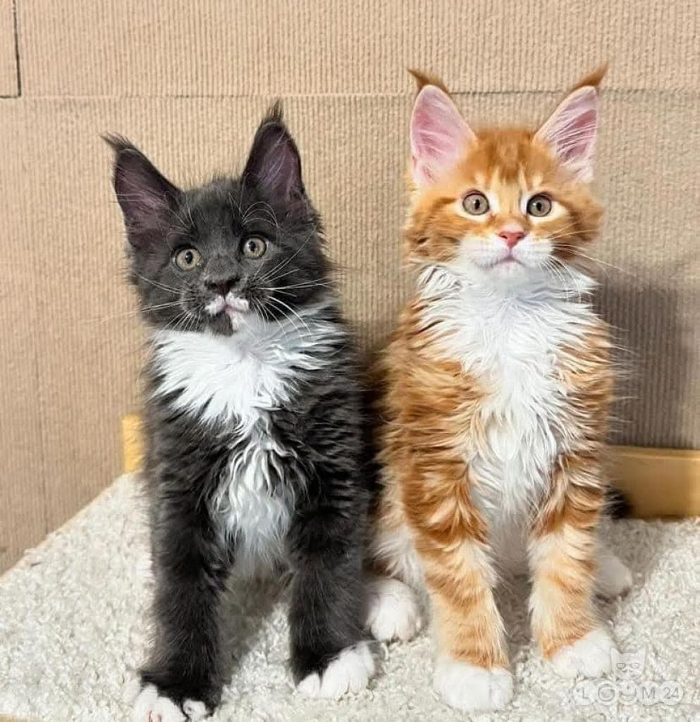 Maine Coon kassipojad 5/5