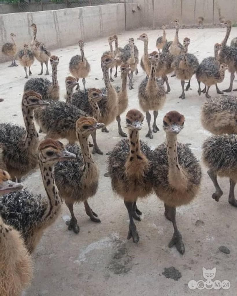 Müüme jaanalinnupoegi, emu- ja paabulinnupoegi, viljatuid jaanalinnumune ning jaanalinnu sulgi. 1/4