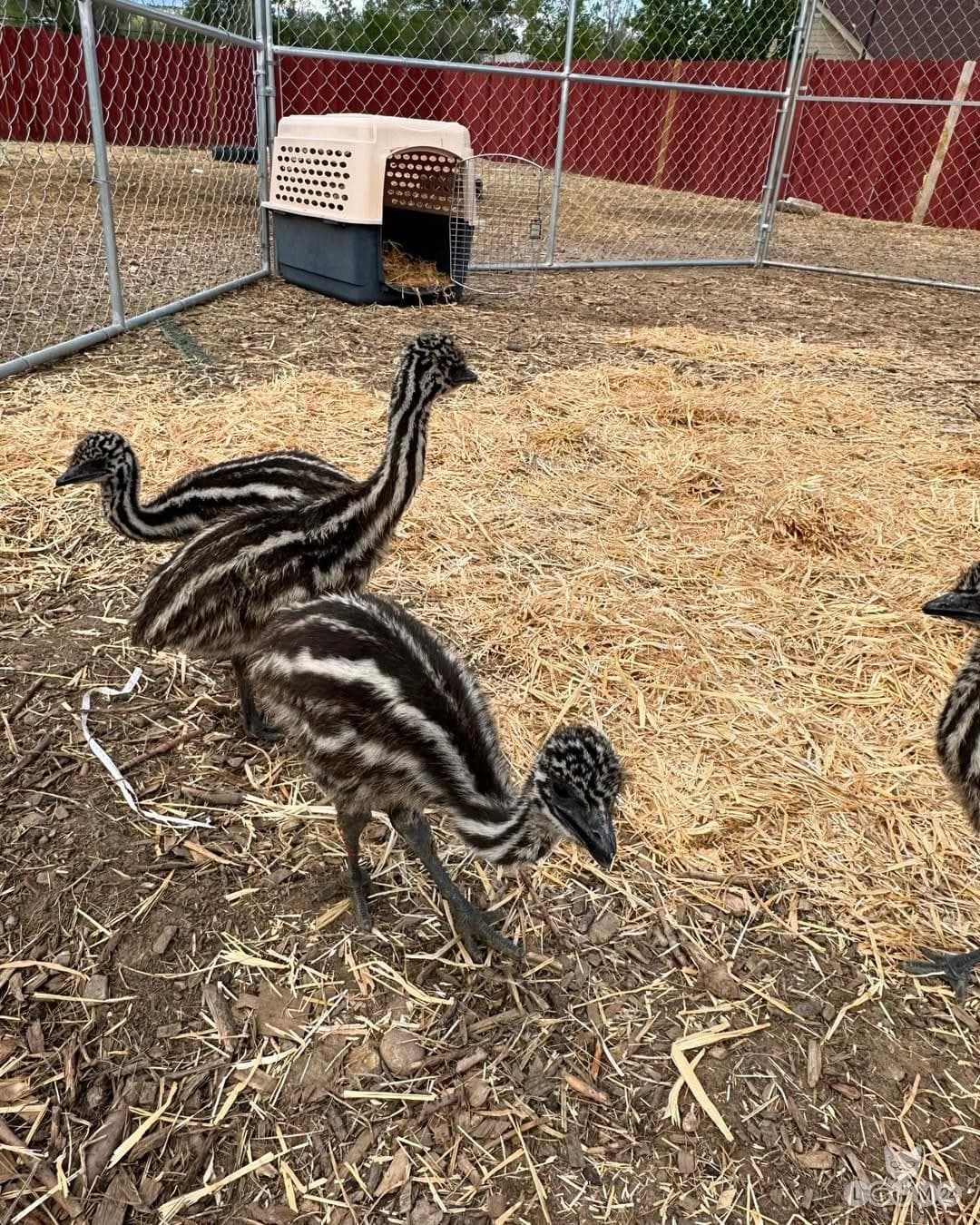 Müüme jaanalinnupoegi, emu- ja paabulinnupoegi, viljatuid jaanalinnumune ning jaanalinnu sulgi. 3/4