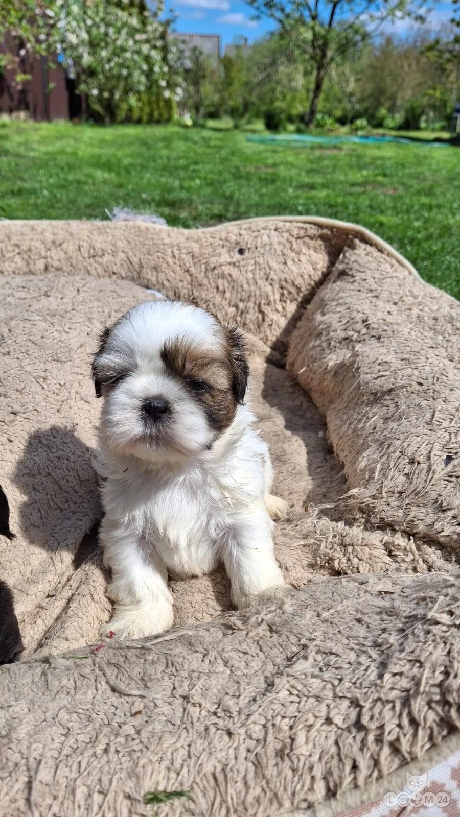 Puhtatõulised Shih Tzu kutsikad | Чистокровные щенки Ши-Тцу 1/10
