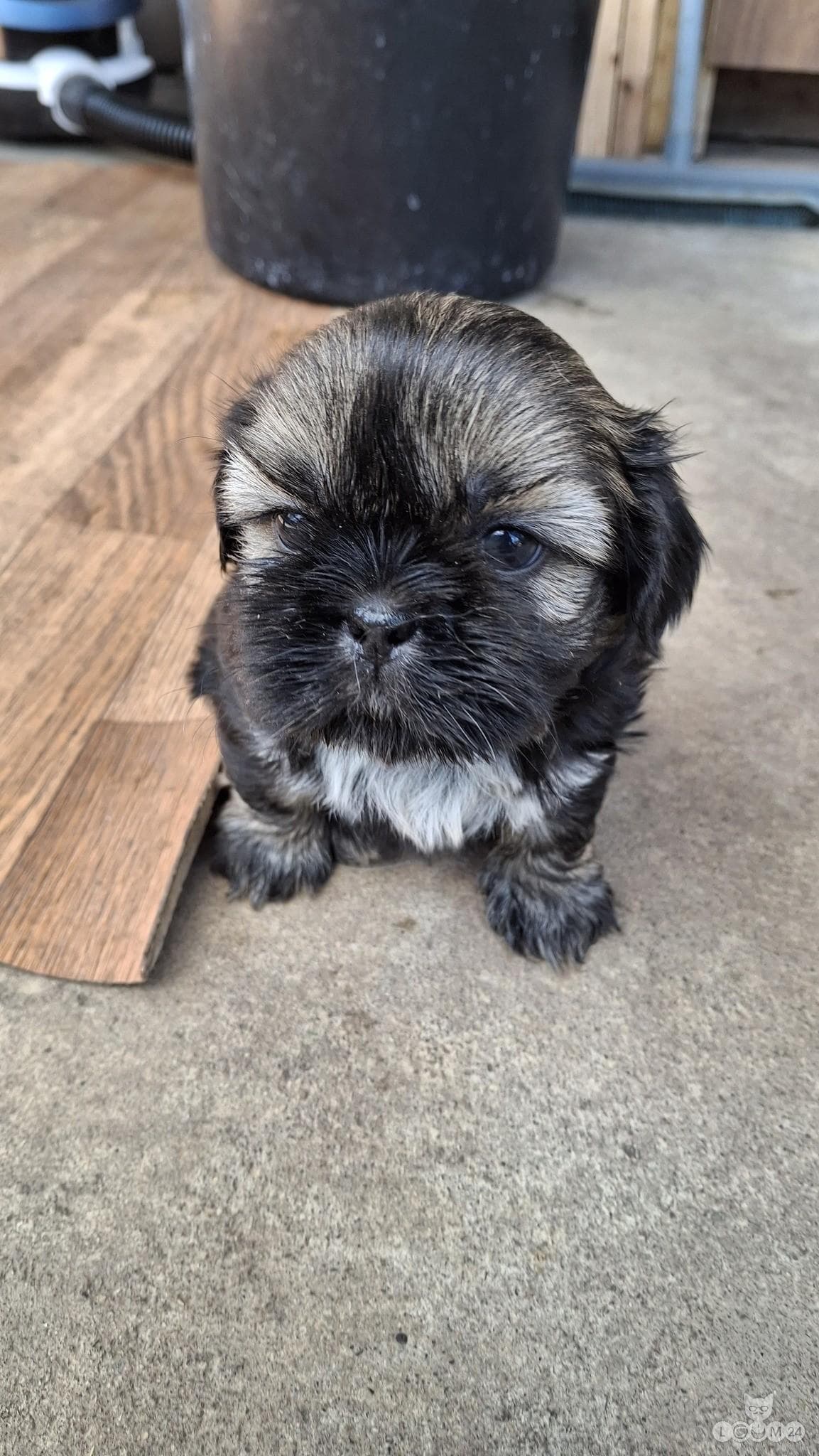 Puhtatõulised Shih Tzu kutsikad | Чистокровные щенки Ши-Тцу 2/10