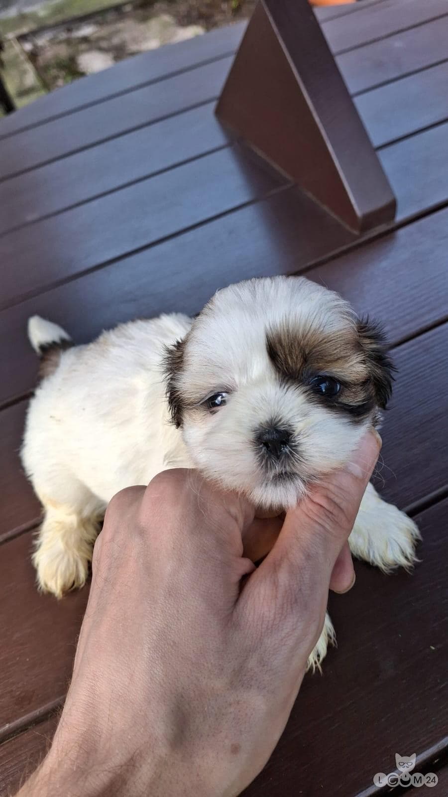 Puhtatõulised Shih Tzu kutsikad | Чистокровные щенки Ши-Тцу 3/10