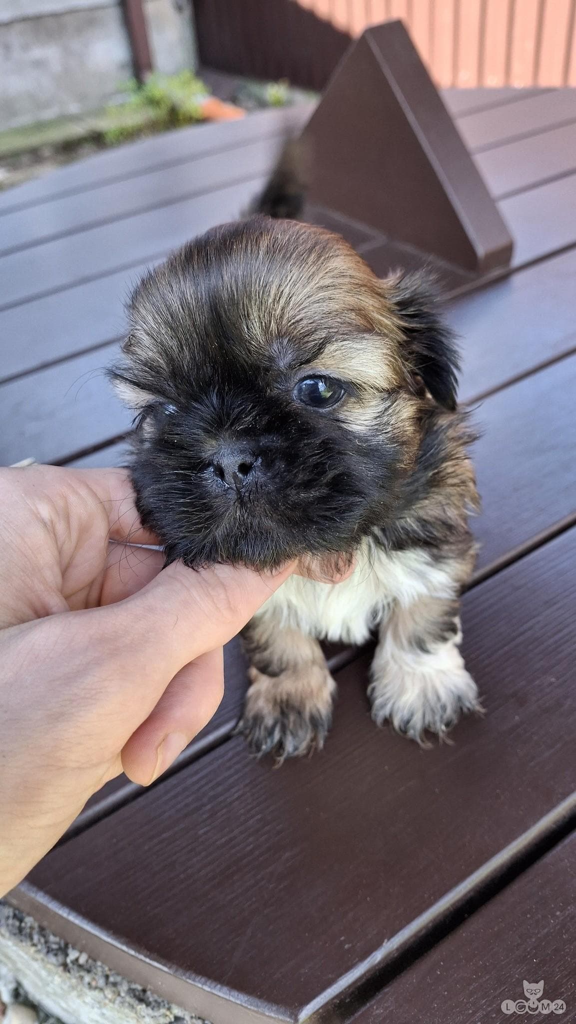 Puhtatõulised Shih Tzu kutsikad | Чистокровные щенки Ши-Тцу 4/10
