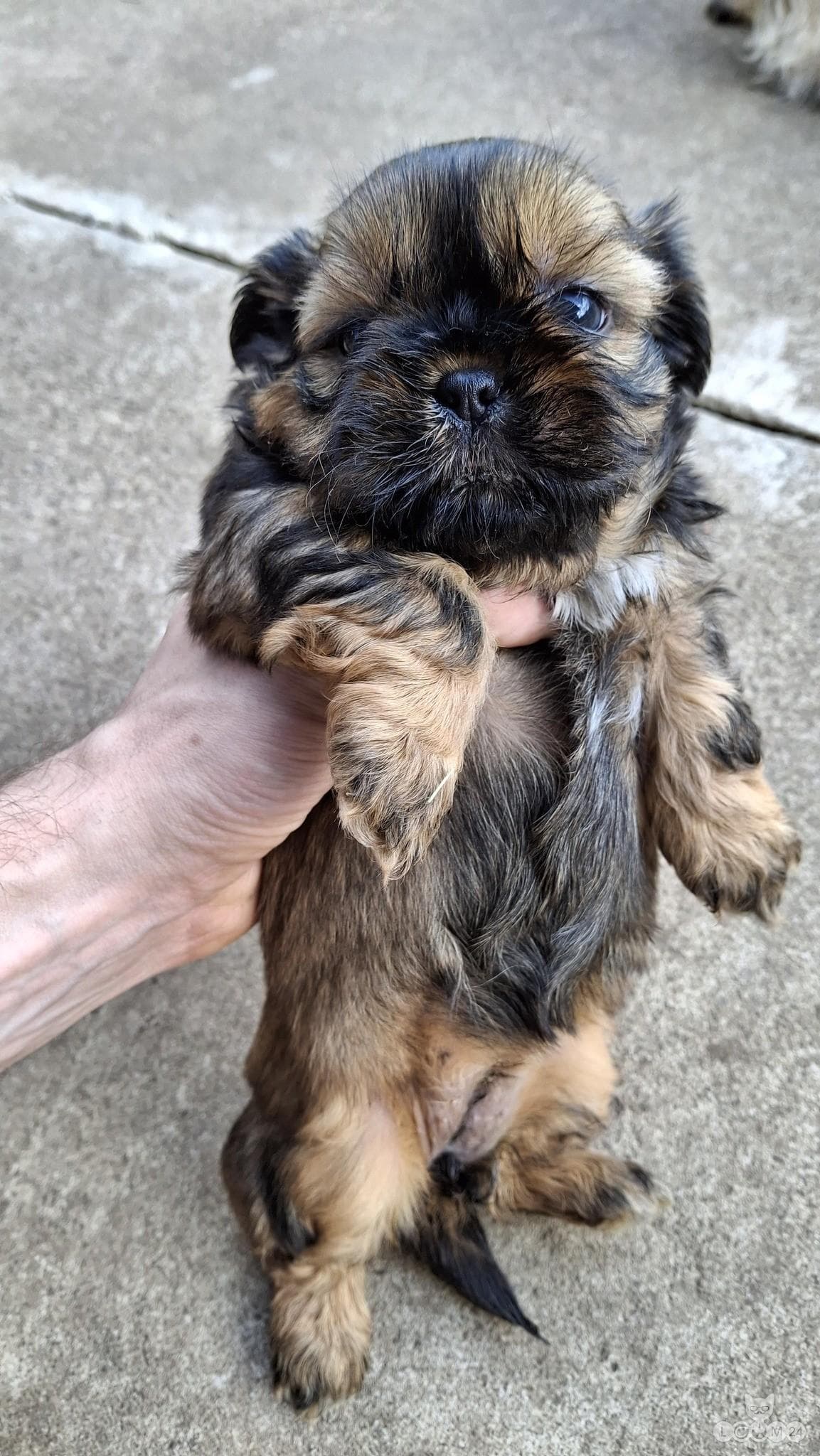 Puhtatõulised Shih Tzu kutsikad | Чистокровные щенки Ши-Тцу 5/10