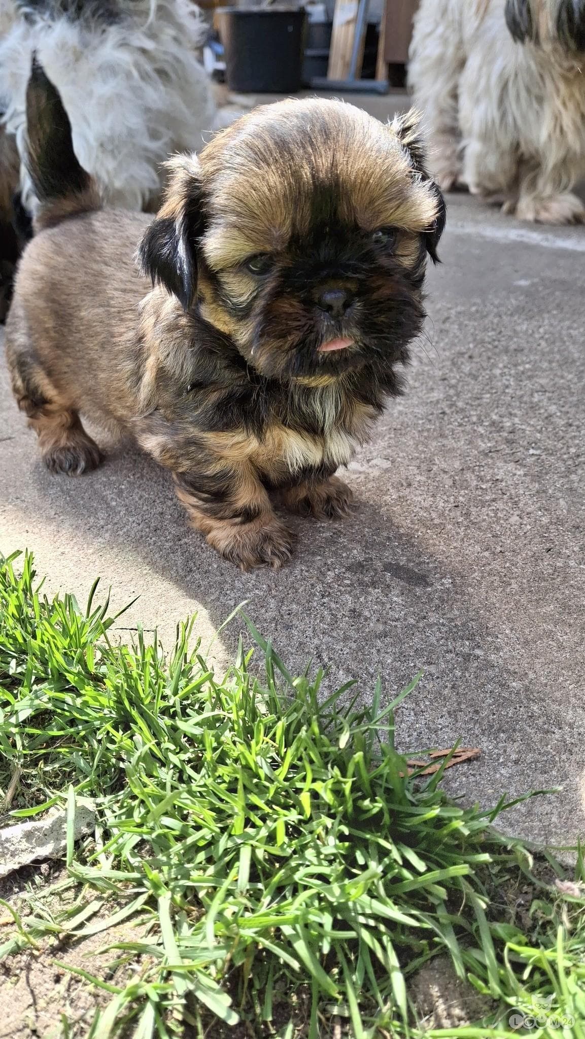 Puhtatõulised Shih Tzu kutsikad | Чистокровные щенки Ши-Тцу 6/10
