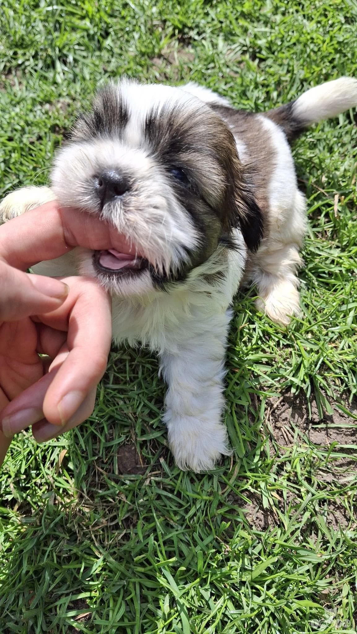Puhtatõulised Shih Tzu kutsikad | Чистокровные щенки Ши-Тцу 7/10