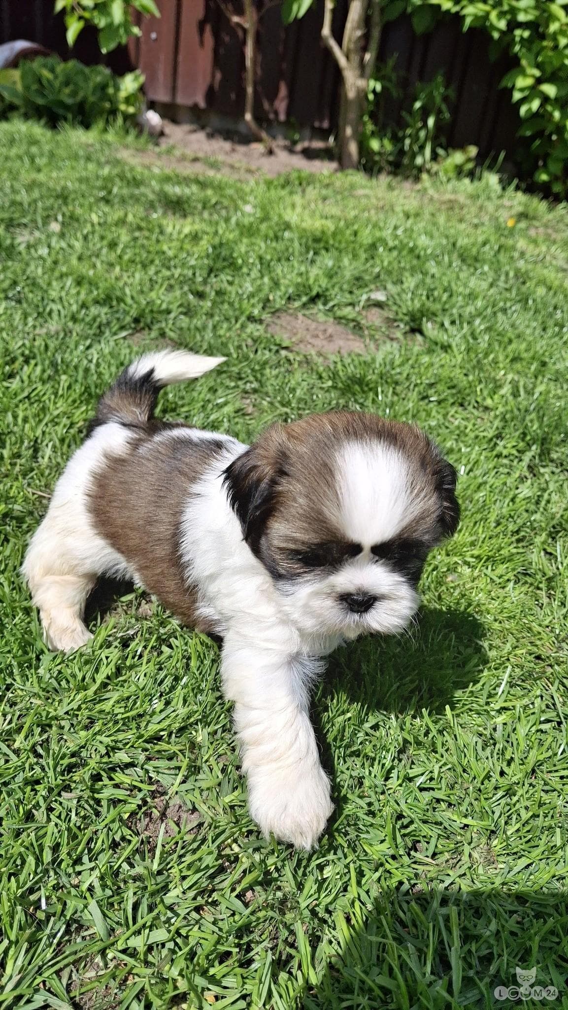 Puhtatõulised Shih Tzu kutsikad | Чистокровные щенки Ши-Тцу 8/10