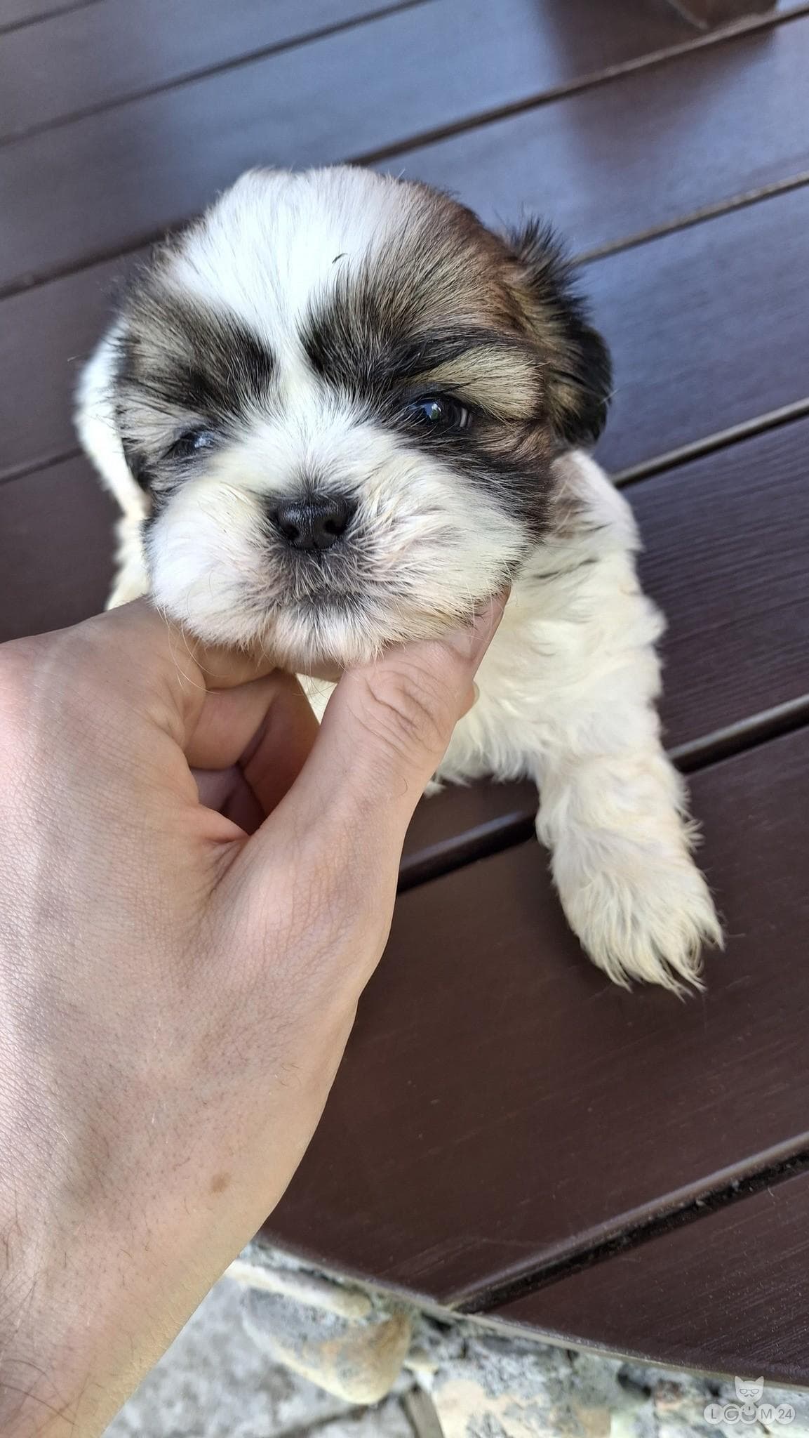 Puhtatõulised Shih Tzu kutsikad | Чистокровные щенки Ши-Тцу 9/10