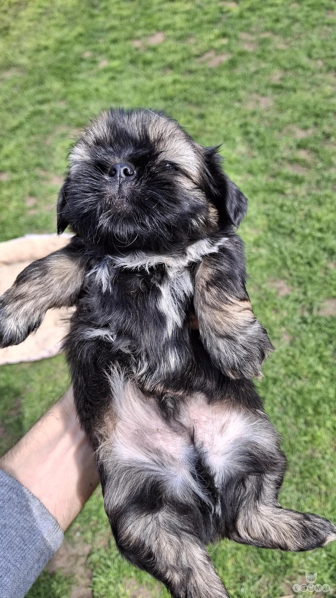 Puhtatõulised Shih Tzu kutsikad | Чистокровные щенки Ши-Тцу 10/10