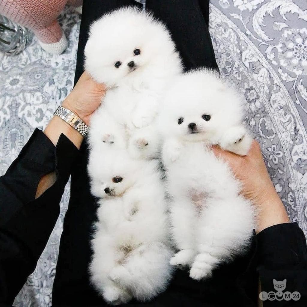 Terved Pomeranian kutsikad lapsendamiseks