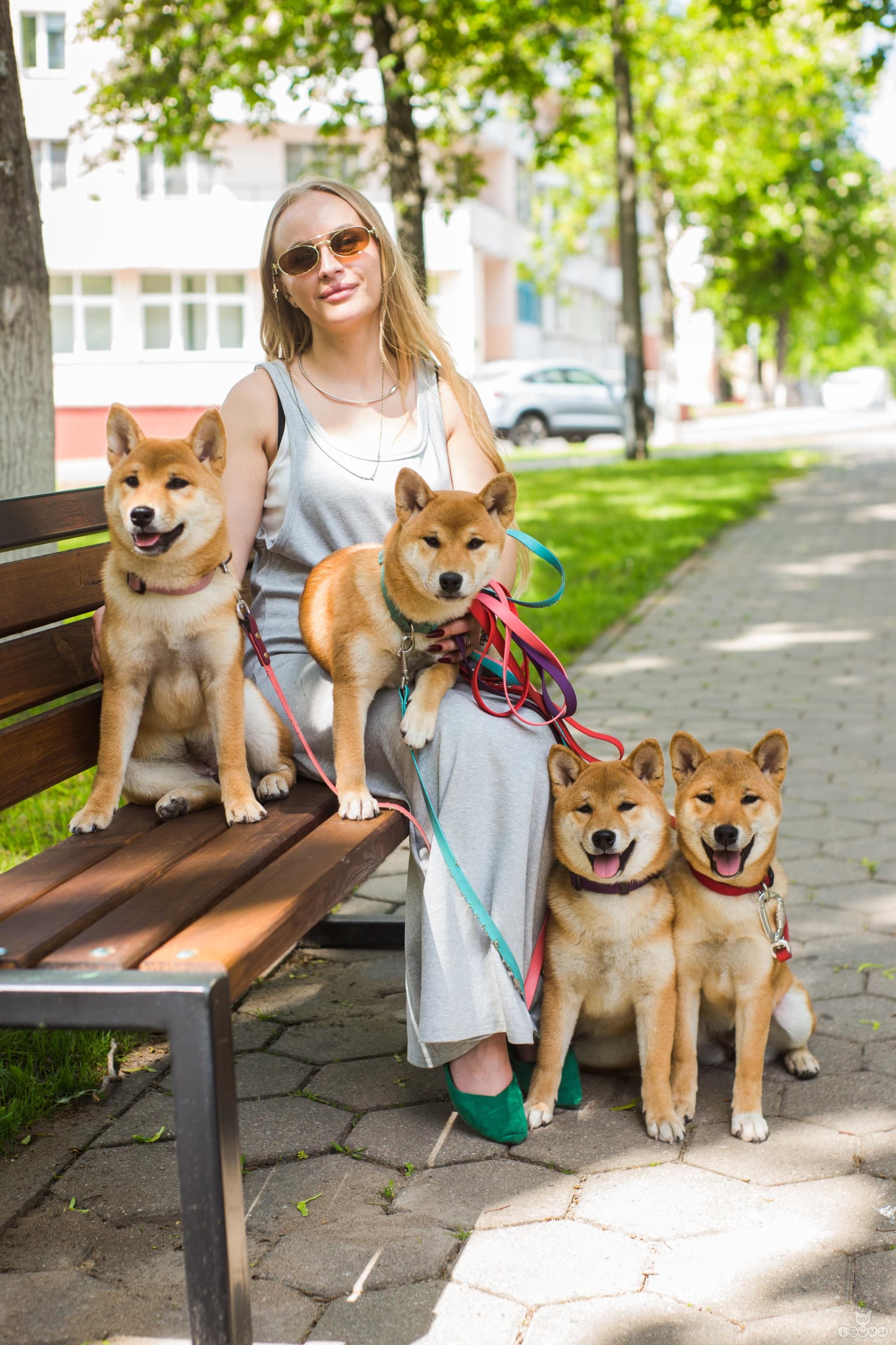 A purebred, sweet Shiba Inu girl with no flaws and an excellent temperament 1/3