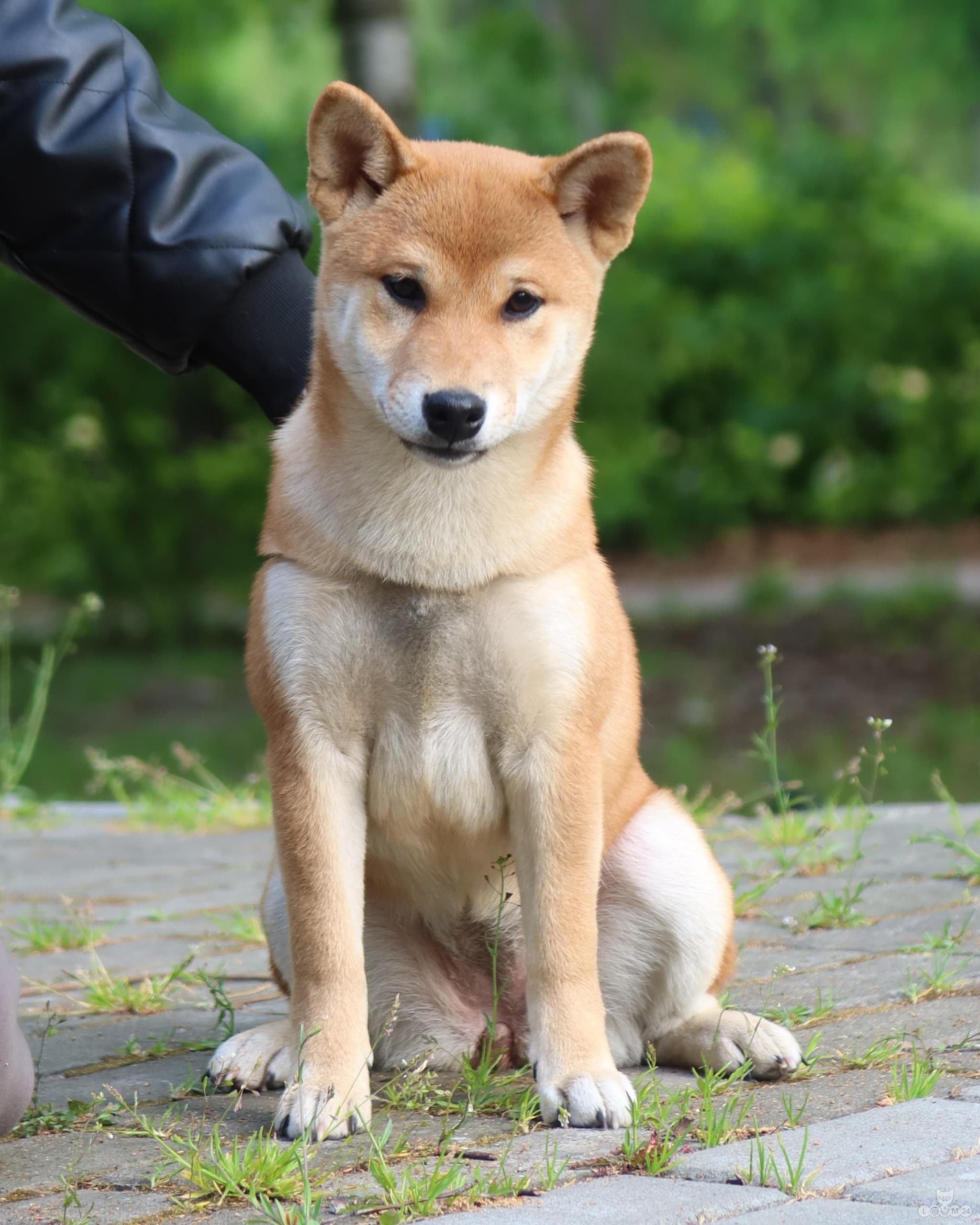 A purebred, sweet Shiba Inu girl with no flaws and an excellent temperament 2/3