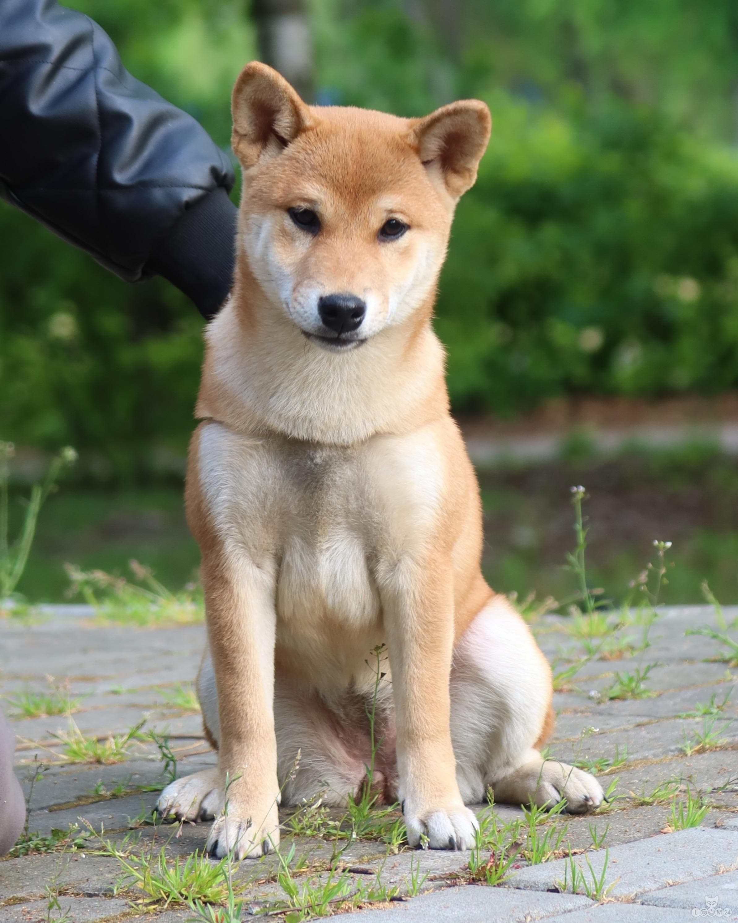 A purebred, sweet Shiba Inu girl with no flaws and an excellent temperament 2/3
