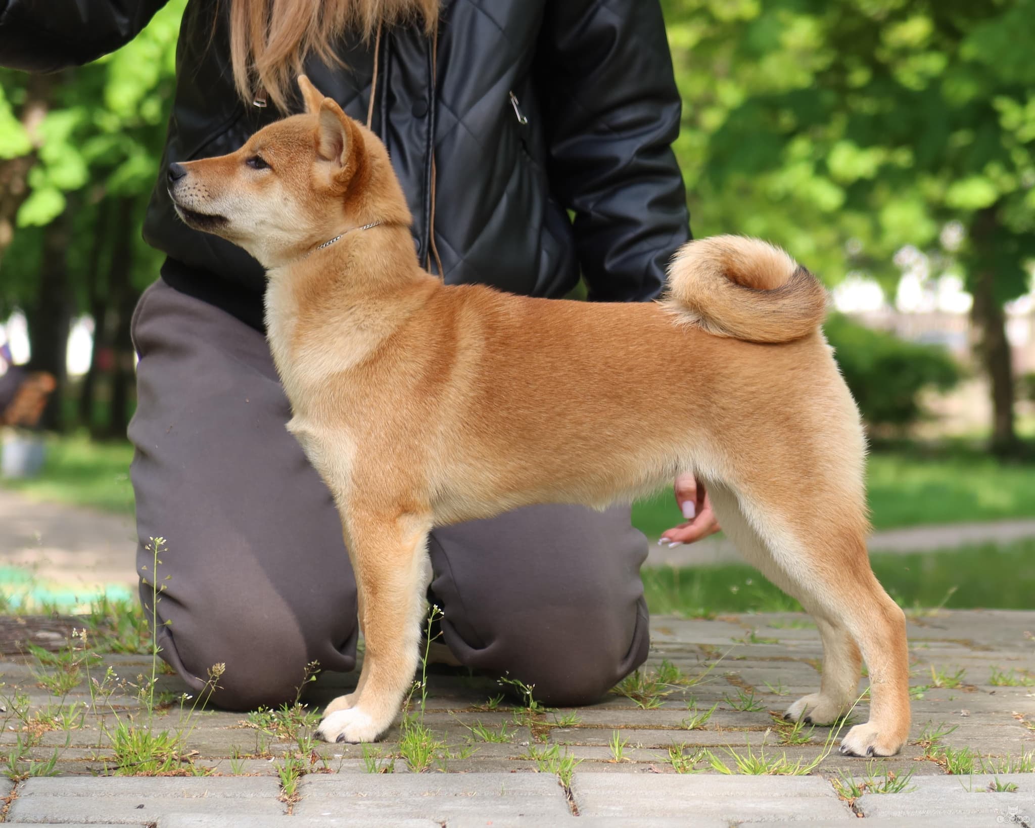 A purebred, sweet Shiba Inu girl with no flaws and an excellent temperament 3/3