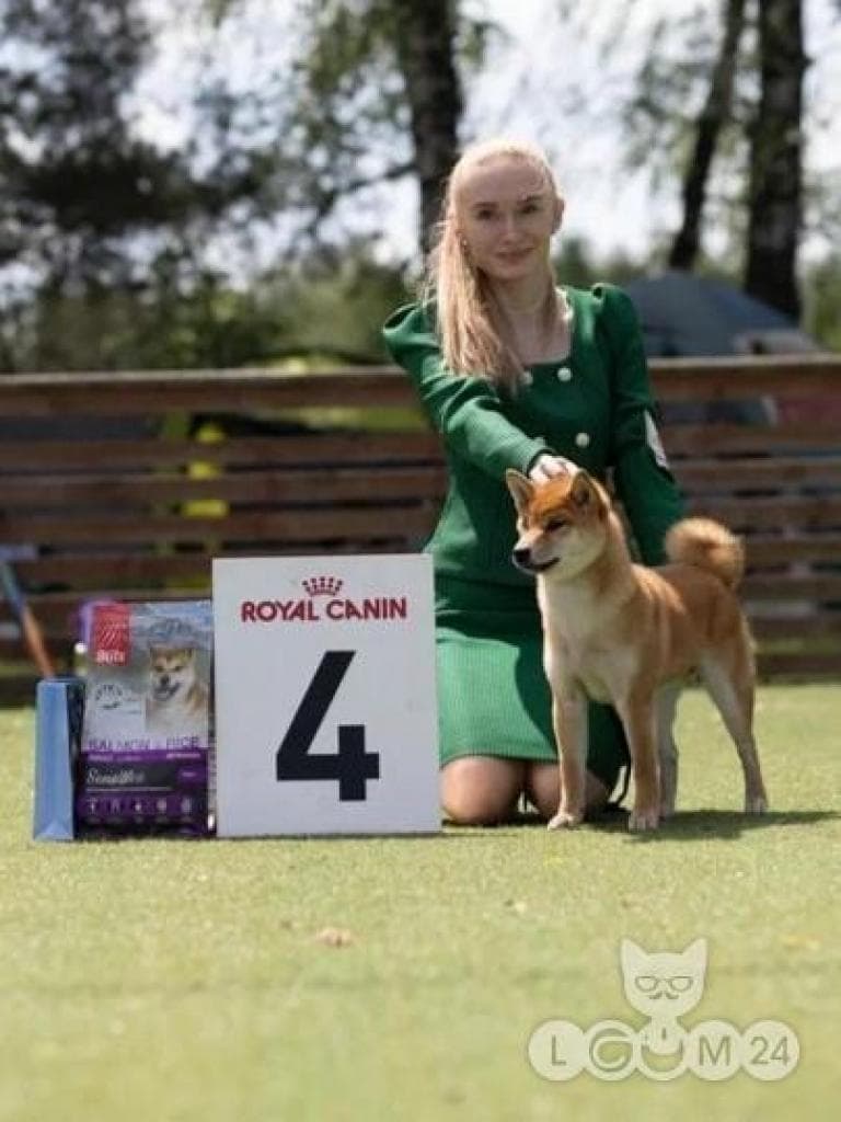Beautiful purebred puppy with no flaws from an interchampion parent 2/7