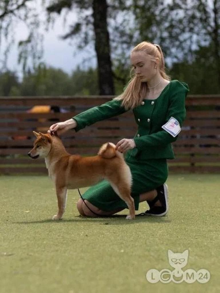 Beautiful purebred puppy with no flaws from an interchampion parent 3/7