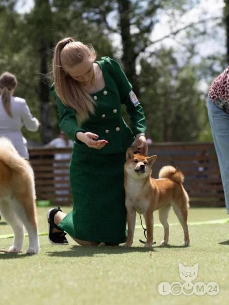 Beautiful purebred puppy with no flaws from an interchampion parent 5/7