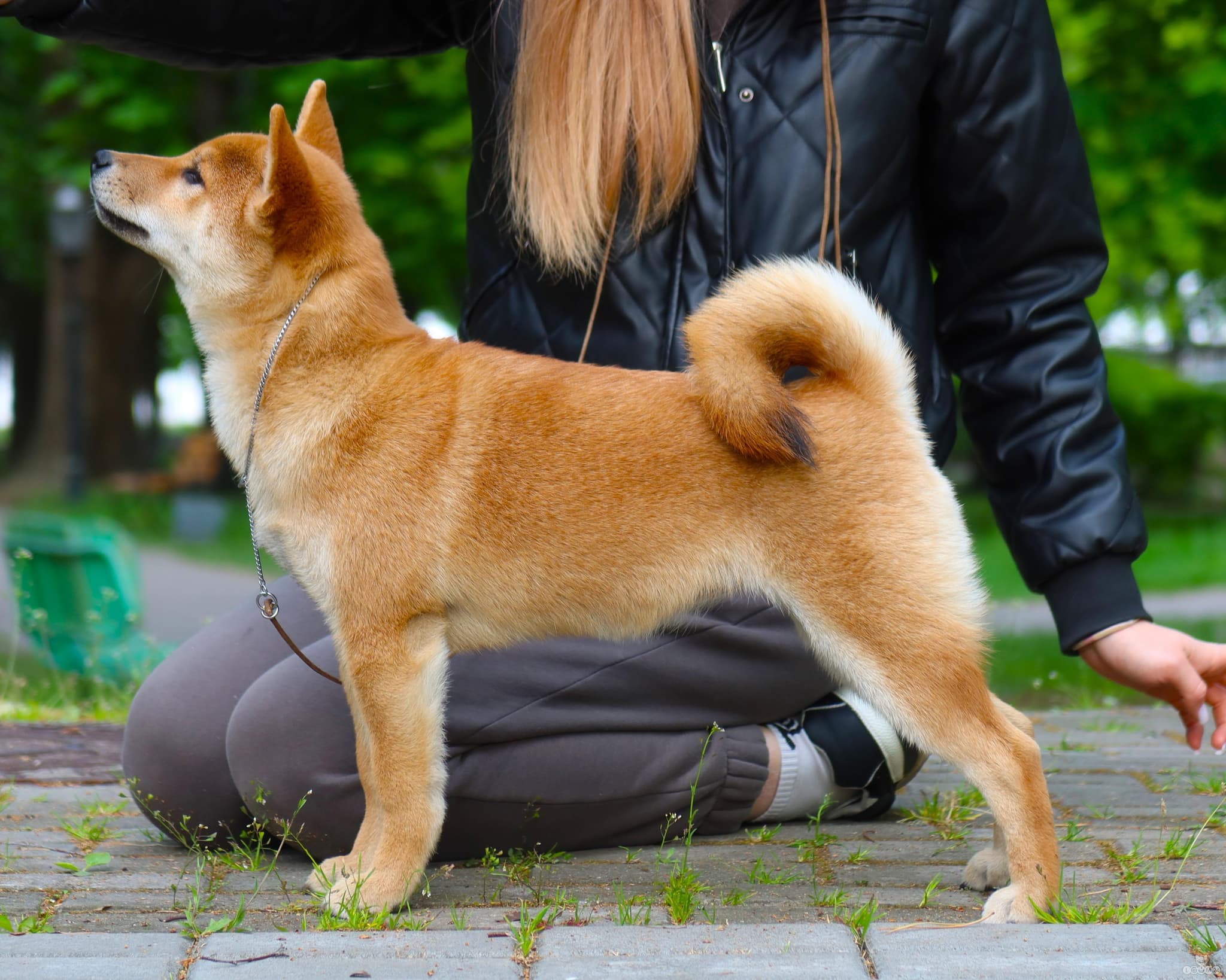 Beautiful purebred puppy with no flaws from an interchampion parent 6/7