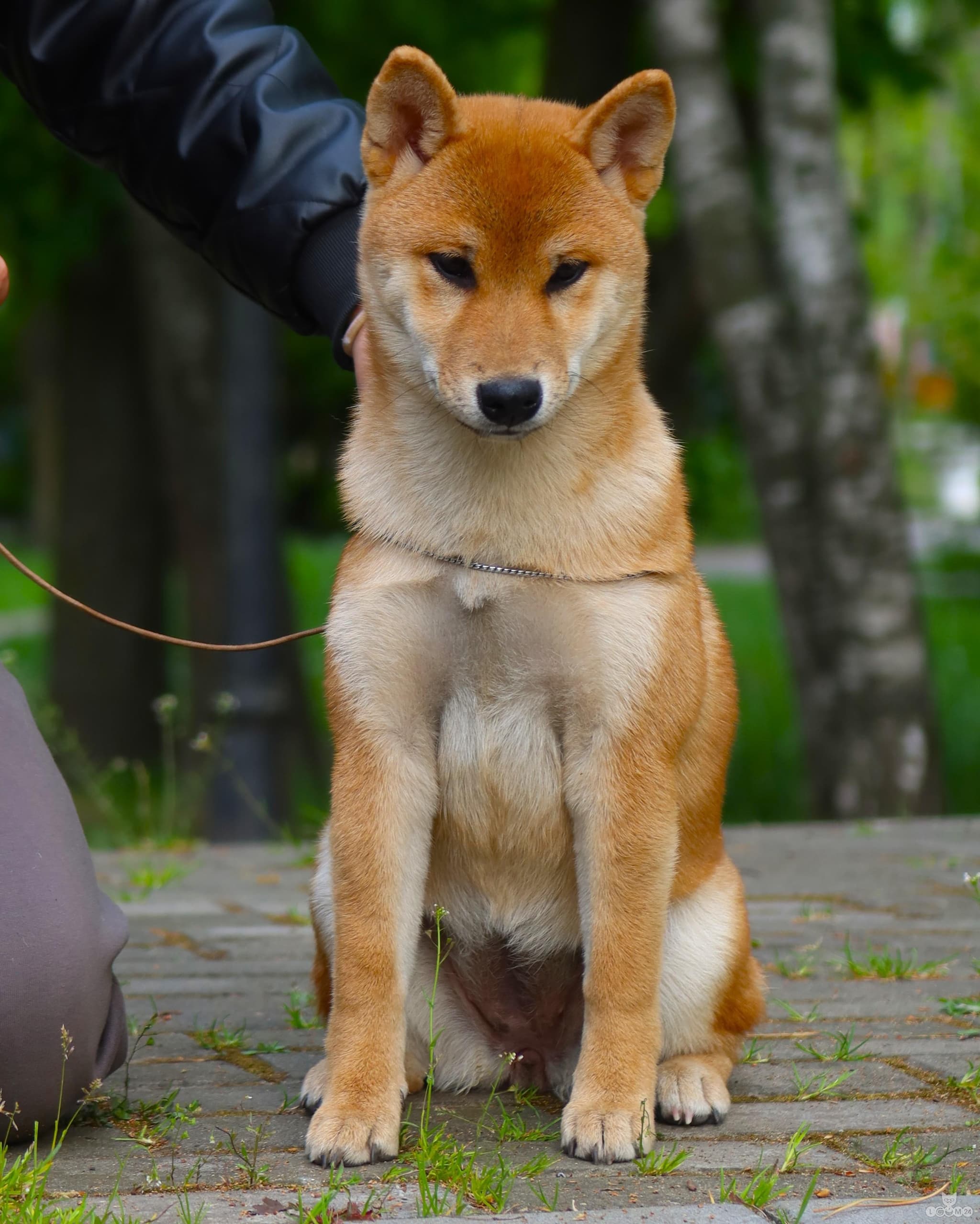Beautiful purebred puppy with no flaws from an interchampion parent 7/7