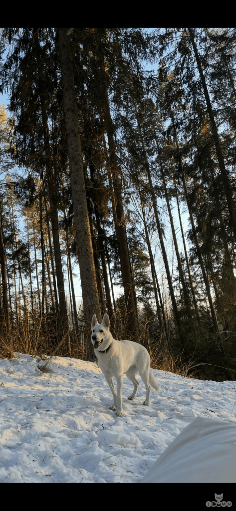 Müüa Šveitsi valge lambakoera kutsikad 5/6