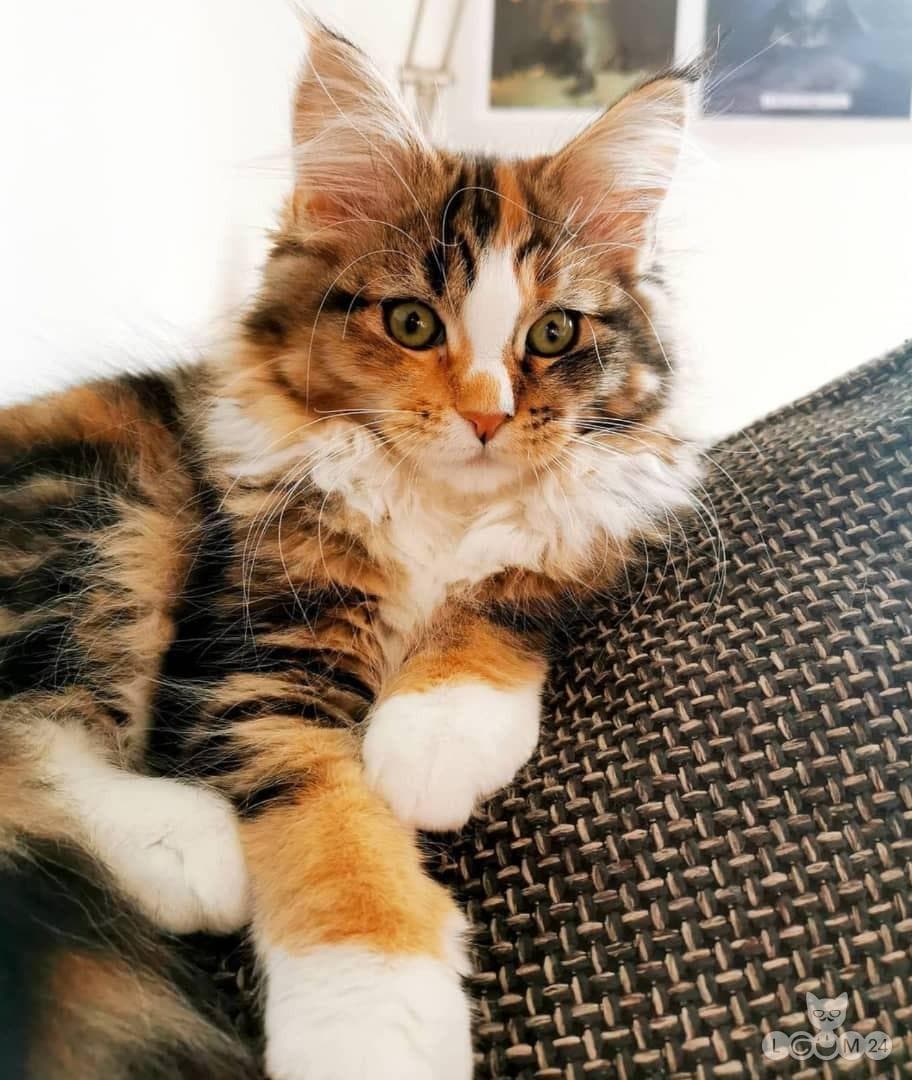 Maine Cooni kassipoeg 2/3