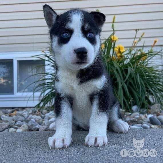 Siberi husky kutsikad otsivad kodu. 1/5