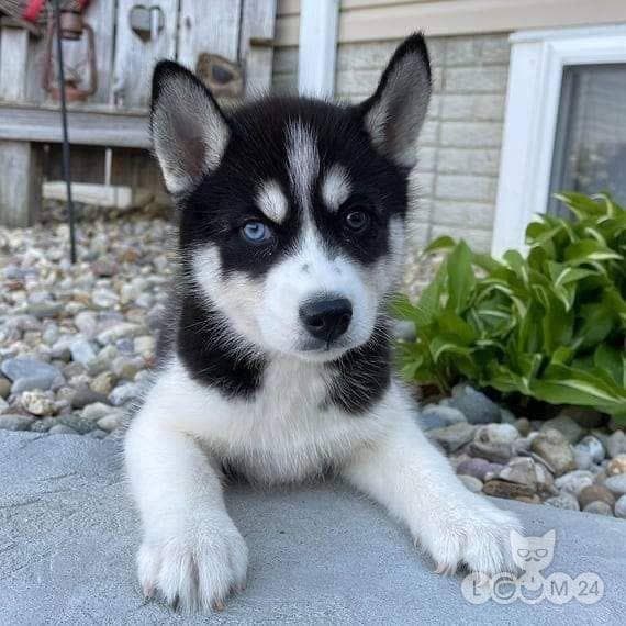 Siberi husky kutsikad otsivad kodu. 2/5
