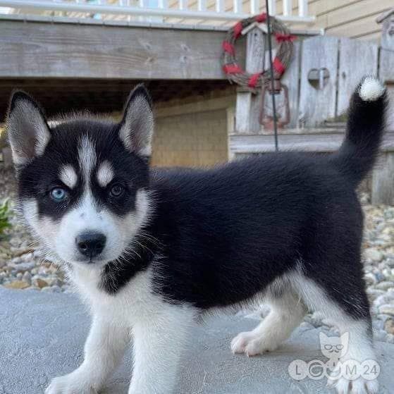 Siberi husky kutsikad otsivad kodu. 3/5