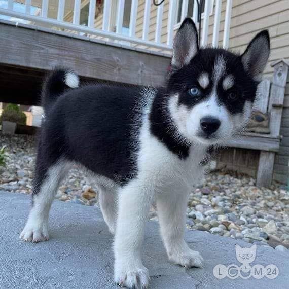 Siberi husky kutsikad otsivad kodu. 4/5