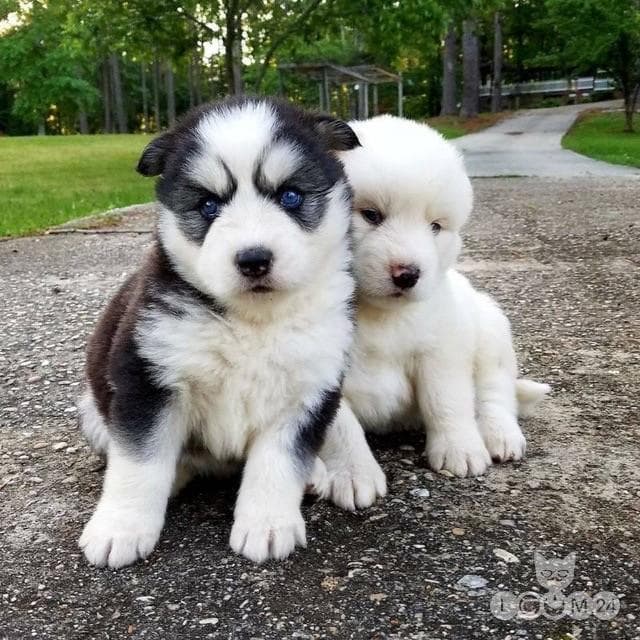 Siberi husky kutsikad otsivad kodu. 5/5