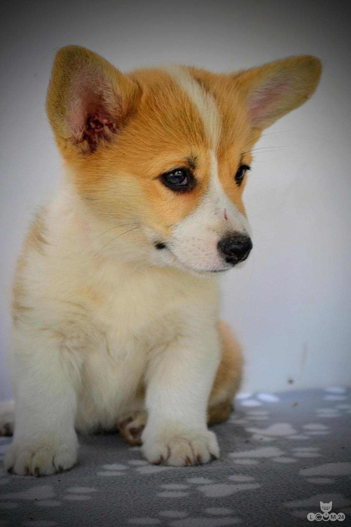 Welshi Corgi Pembroke – Kaunid kutsikad 1/10