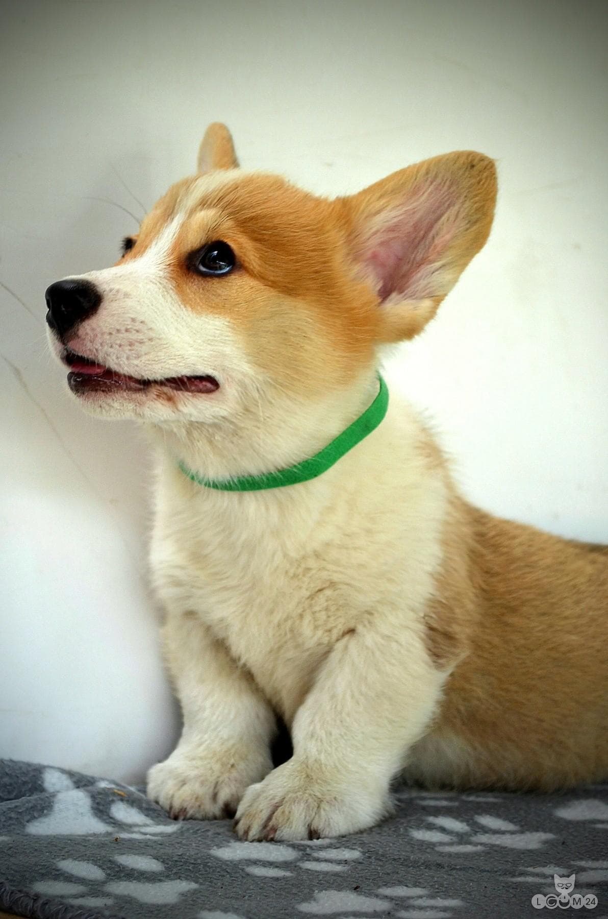Welshi Corgi Pembroke – Kaunid kutsikad 2/10