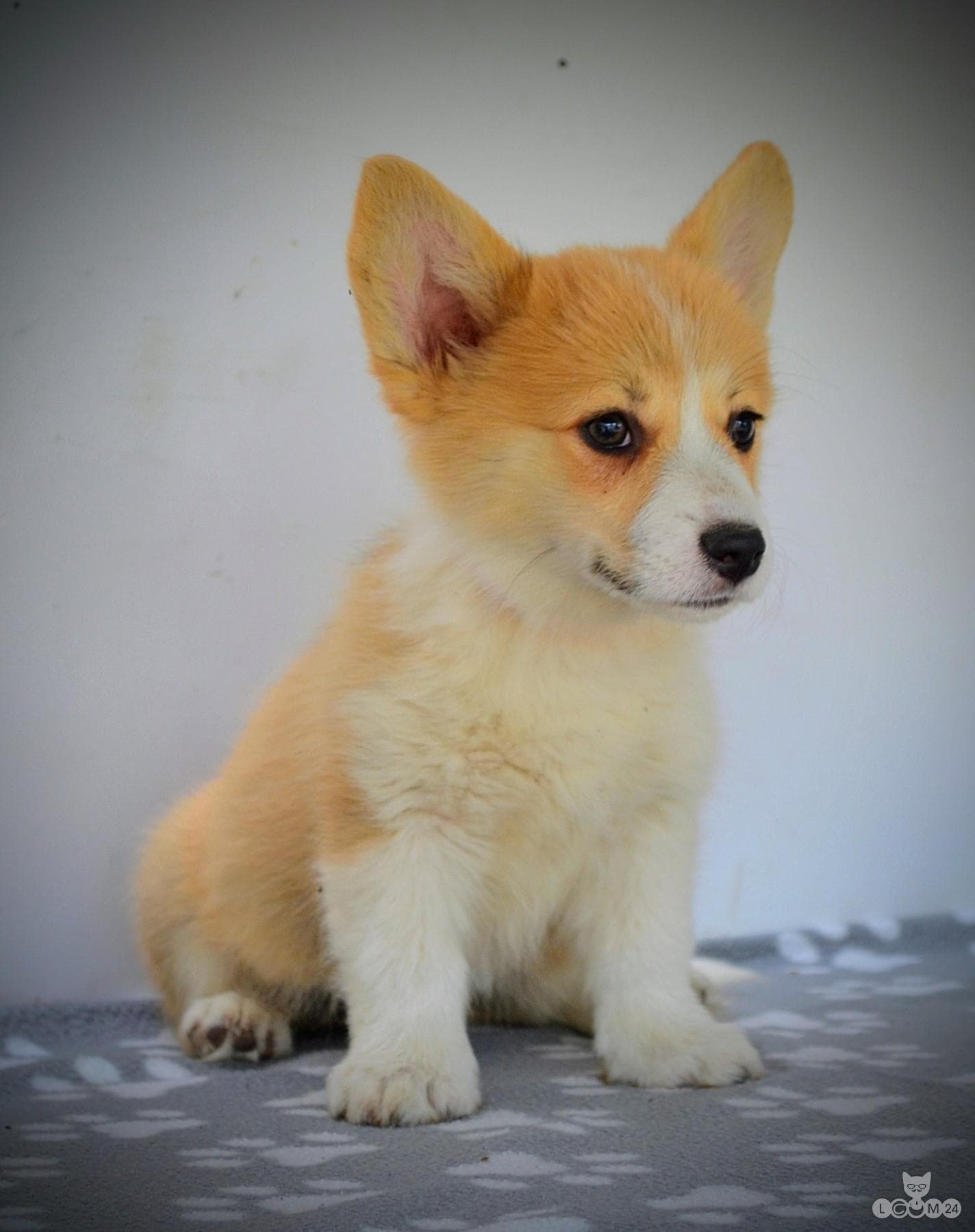 Welshi Corgi Pembroke – Kaunid kutsikad 3/10