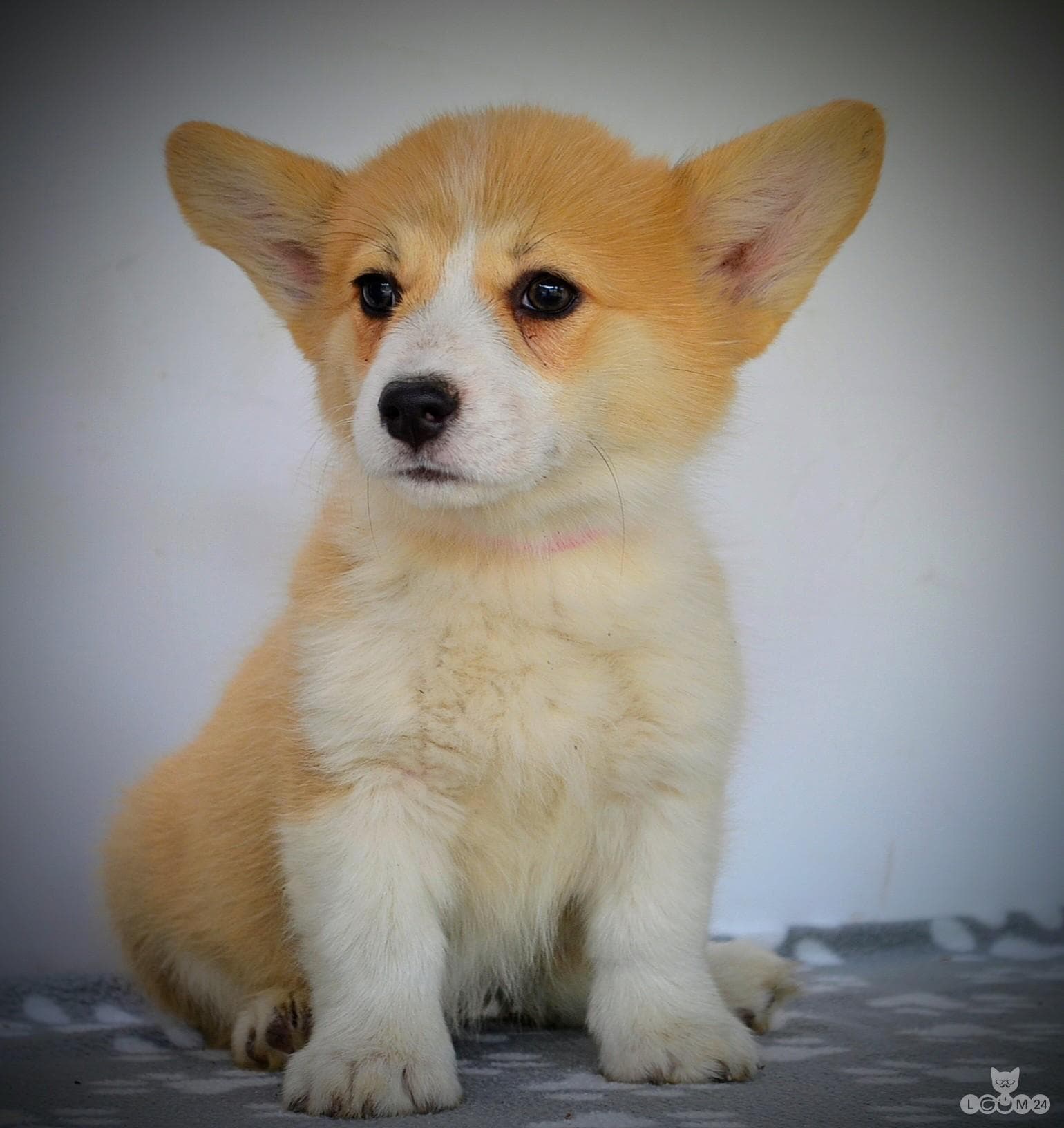 Welshi Corgi Pembroke – Kaunid kutsikad 4/10